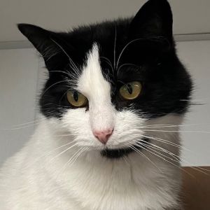 Penny, Adult Female Domestic Short Hair