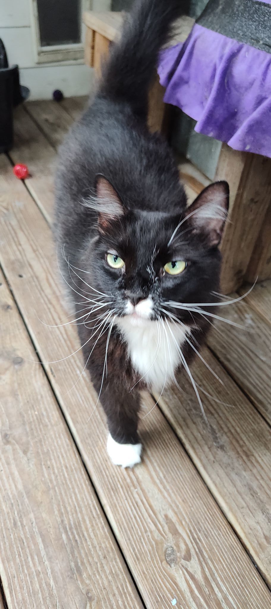 Annie nka Luna, an adoptable Domestic Short Hair, Tuxedo in Savannah, GA, 31406 | Photo Image 1