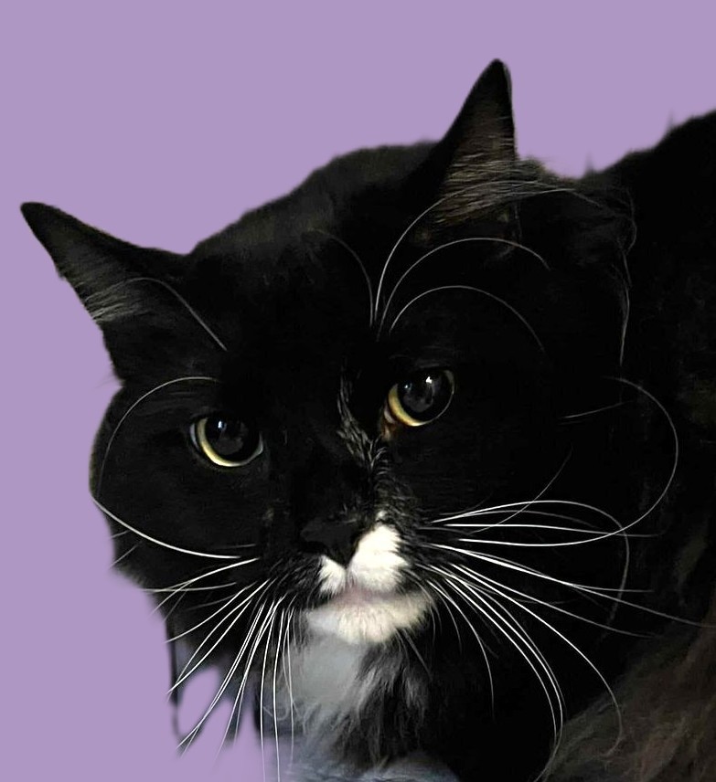 Annie nka Luna, an adoptable Domestic Short Hair, Tuxedo in Savannah, GA, 31406 | Photo Image 2