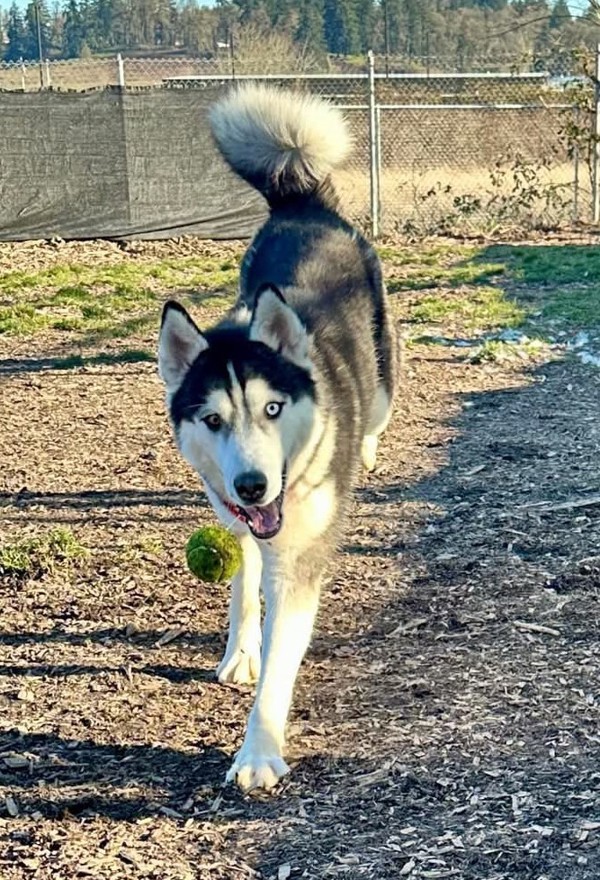 Ruby, an adoptable Siberian Husky in Salem, OR, 97301 | Photo Image 1