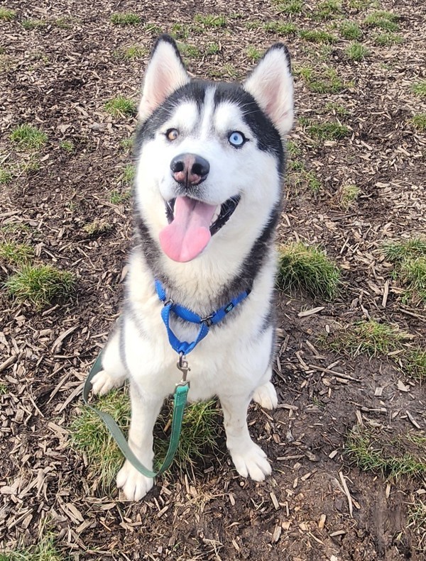 Ruby, an adoptable Siberian Husky in Salem, OR, 97301 | Photo Image 2