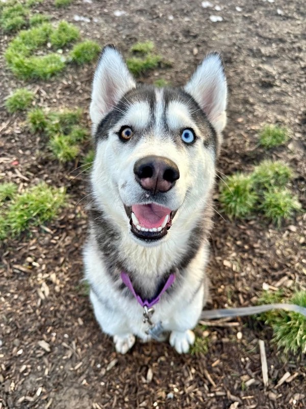 Ruby, an adoptable Siberian Husky in Salem, OR, 97301 | Photo Image 3