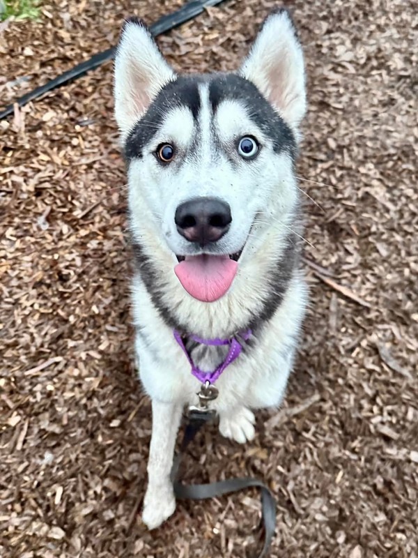 Ruby, an adoptable Siberian Husky in Salem, OR, 97301 | Photo Image 4