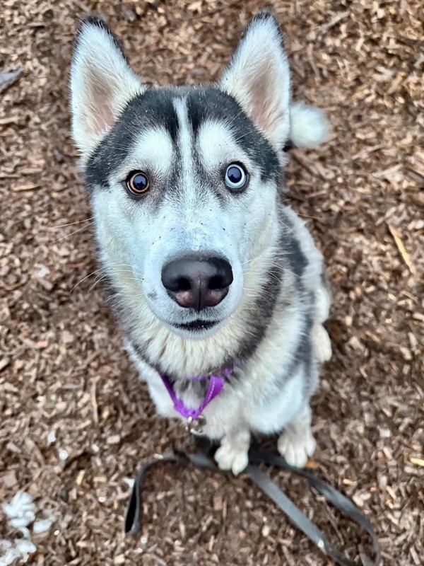 Ruby, an adoptable Siberian Husky in Salem, OR, 97301 | Photo Image 5