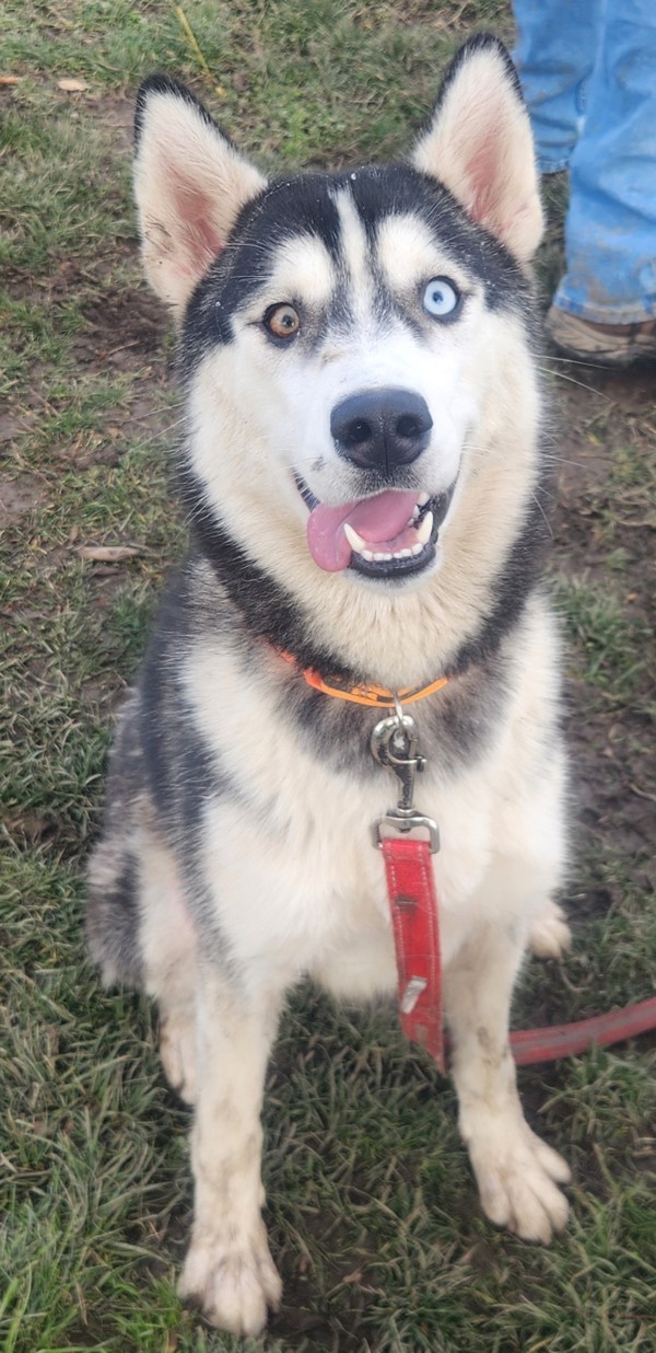 Ruby, an adoptable Siberian Husky in Salem, OR, 97301 | Photo Image 6