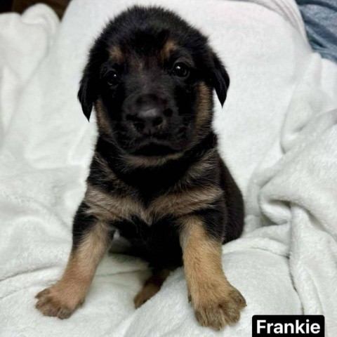 Frankie