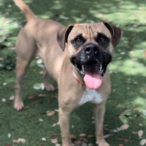 Taz HS, Adult Male Boxer
