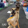 Taz HS photo 3