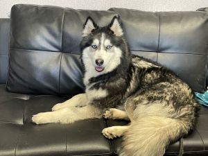 Leia, Adult Female Husky
