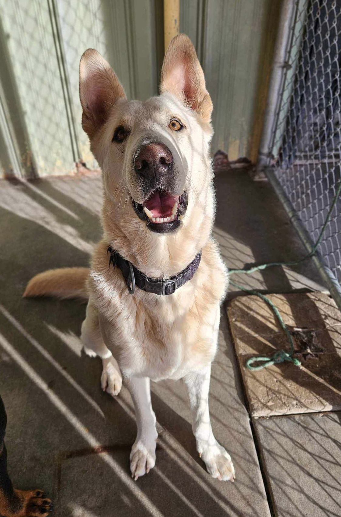 Gustav, an adoptable German Shepherd Dog in El Centro, CA, 92243 | Photo Image 1