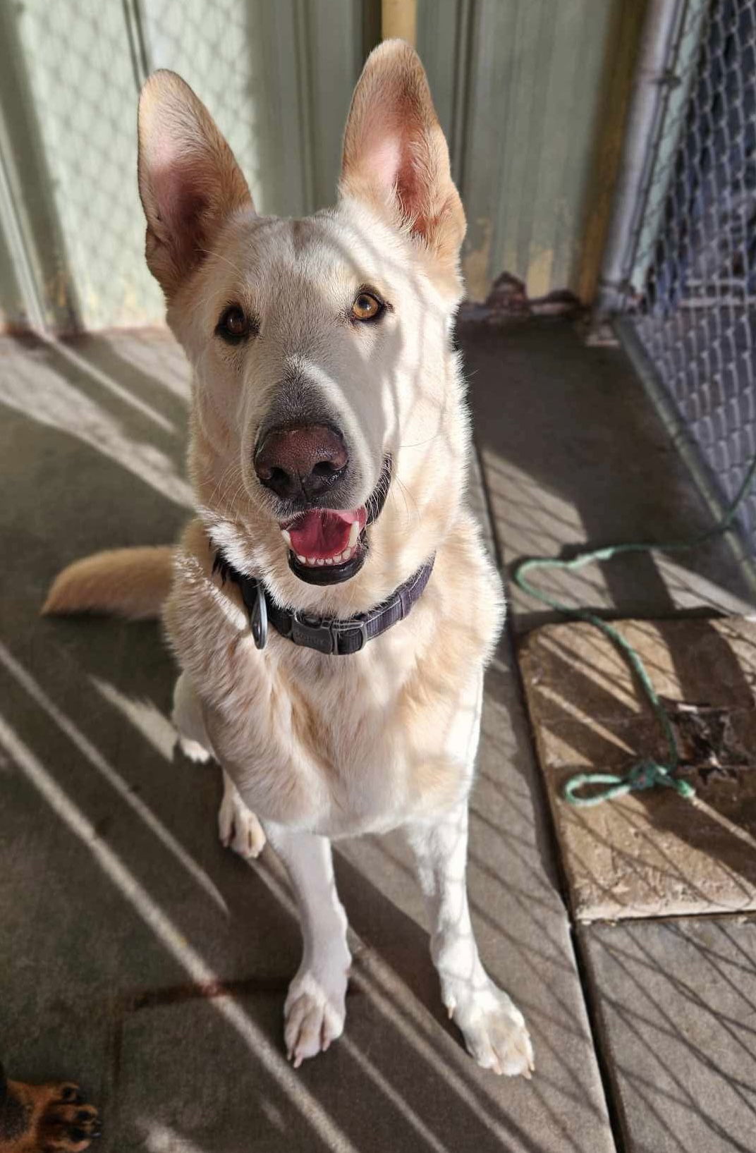 Gustav, an adoptable German Shepherd Dog in El Centro, CA, 92243 | Photo Image 2
