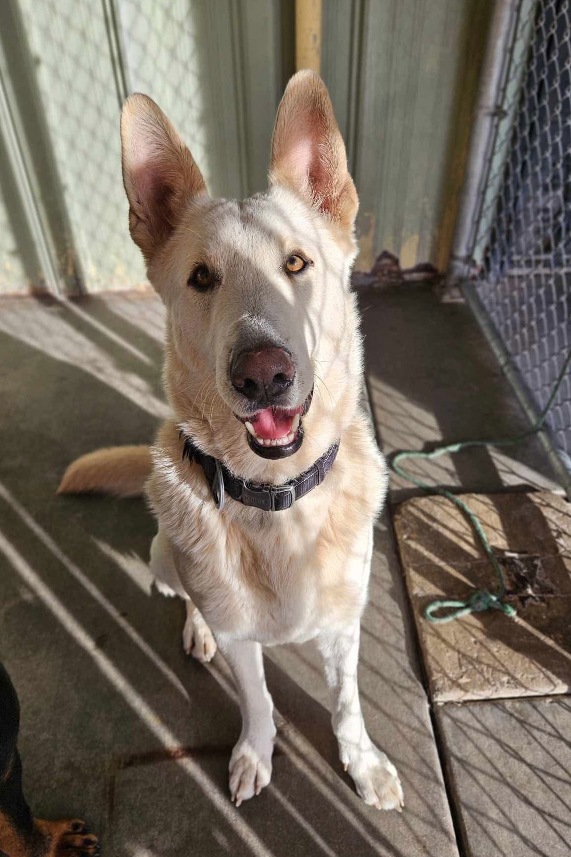 Gustav, an adoptable German Shepherd Dog in El Centro, CA, 92243 | Photo Image 3