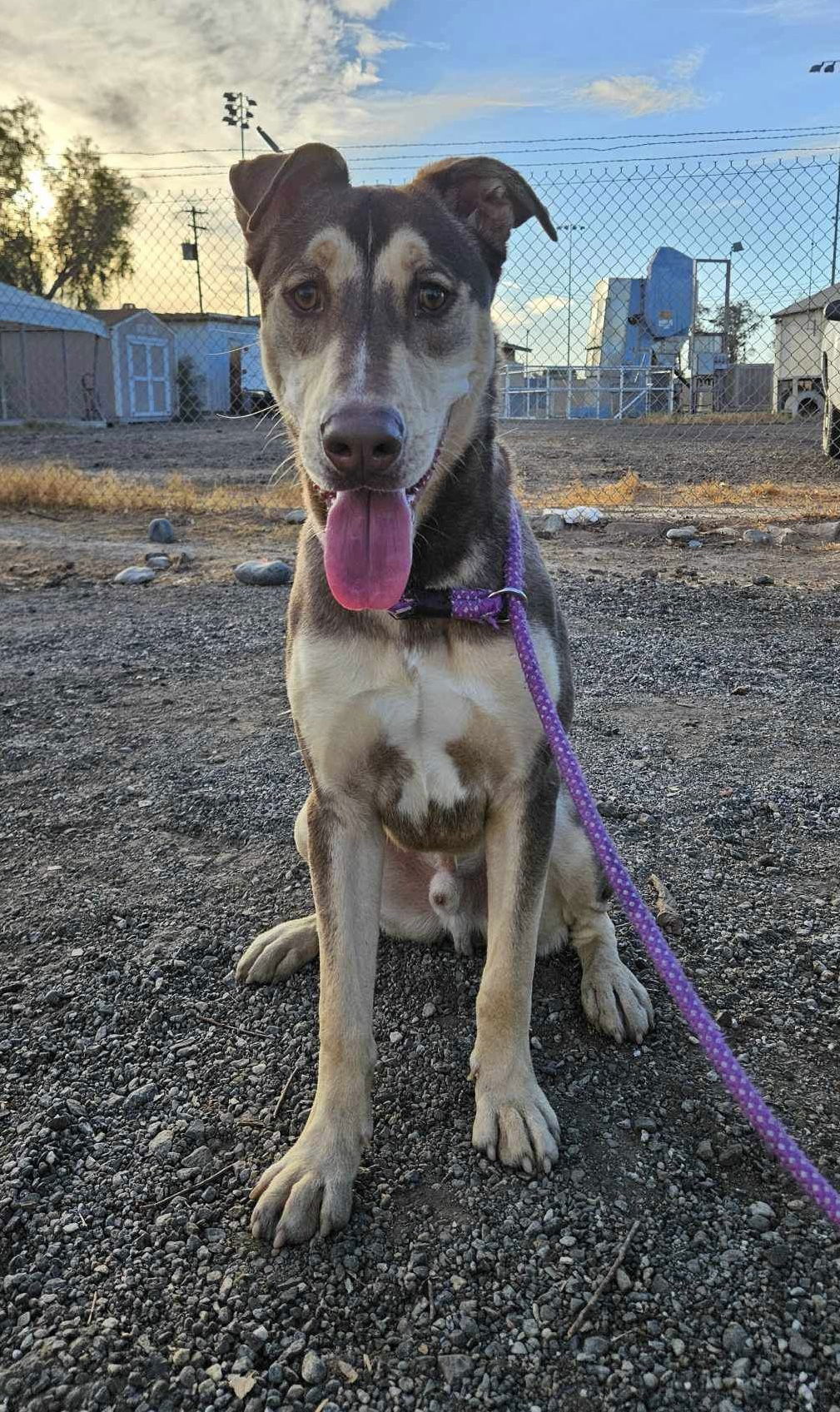 Rocket, an adoptable Husky, Doberman Pinscher in El Centro, CA, 92243 | Photo Image 1