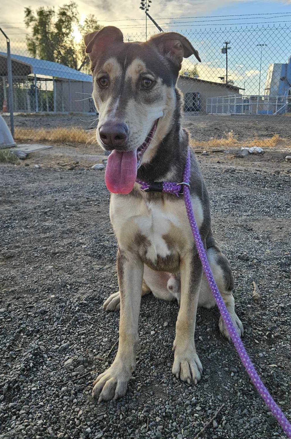 Rocket, an adoptable Husky, Doberman Pinscher in El Centro, CA, 92243 | Photo Image 2