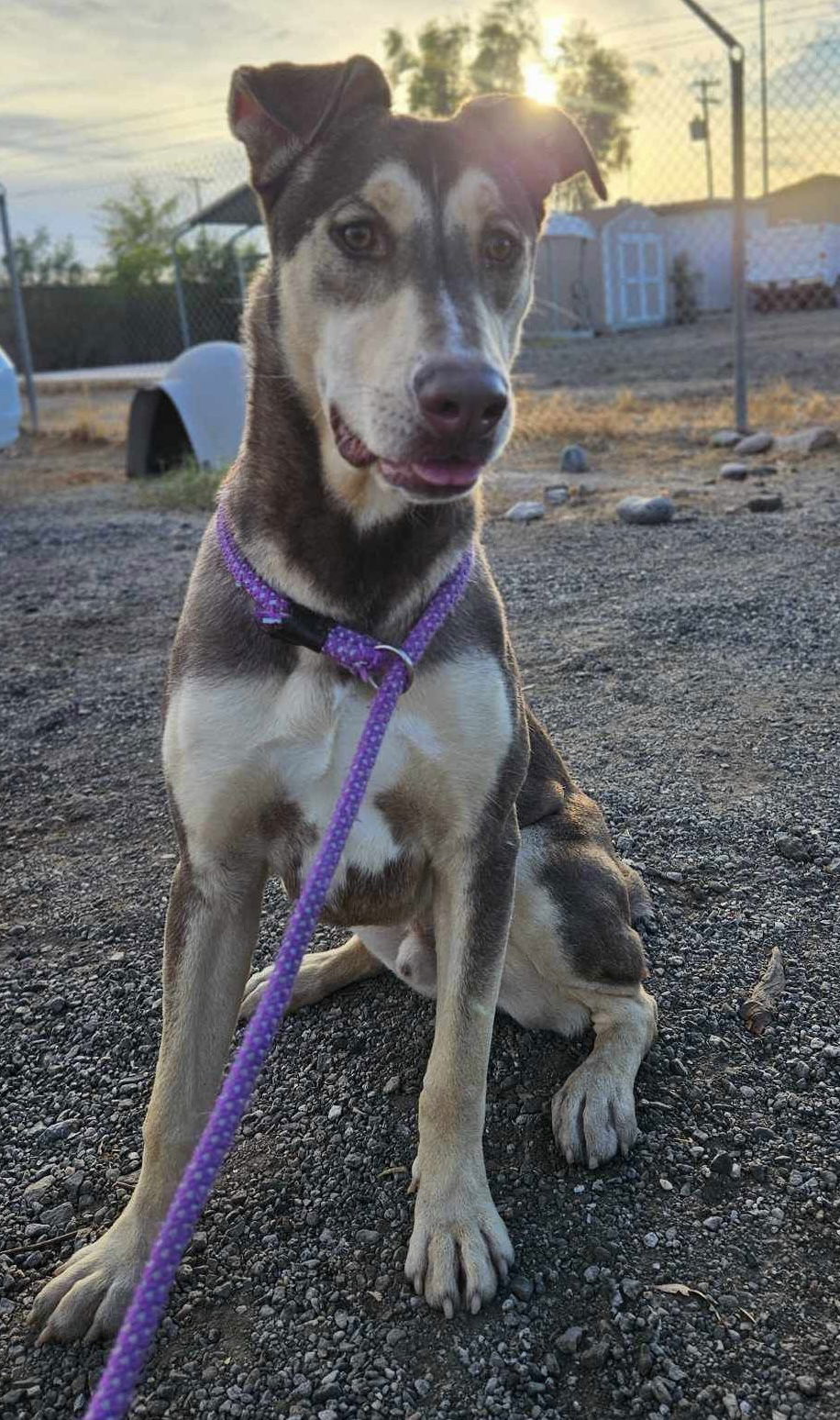 Rocket, an adoptable Husky, Doberman Pinscher in El Centro, CA, 92243 | Photo Image 3