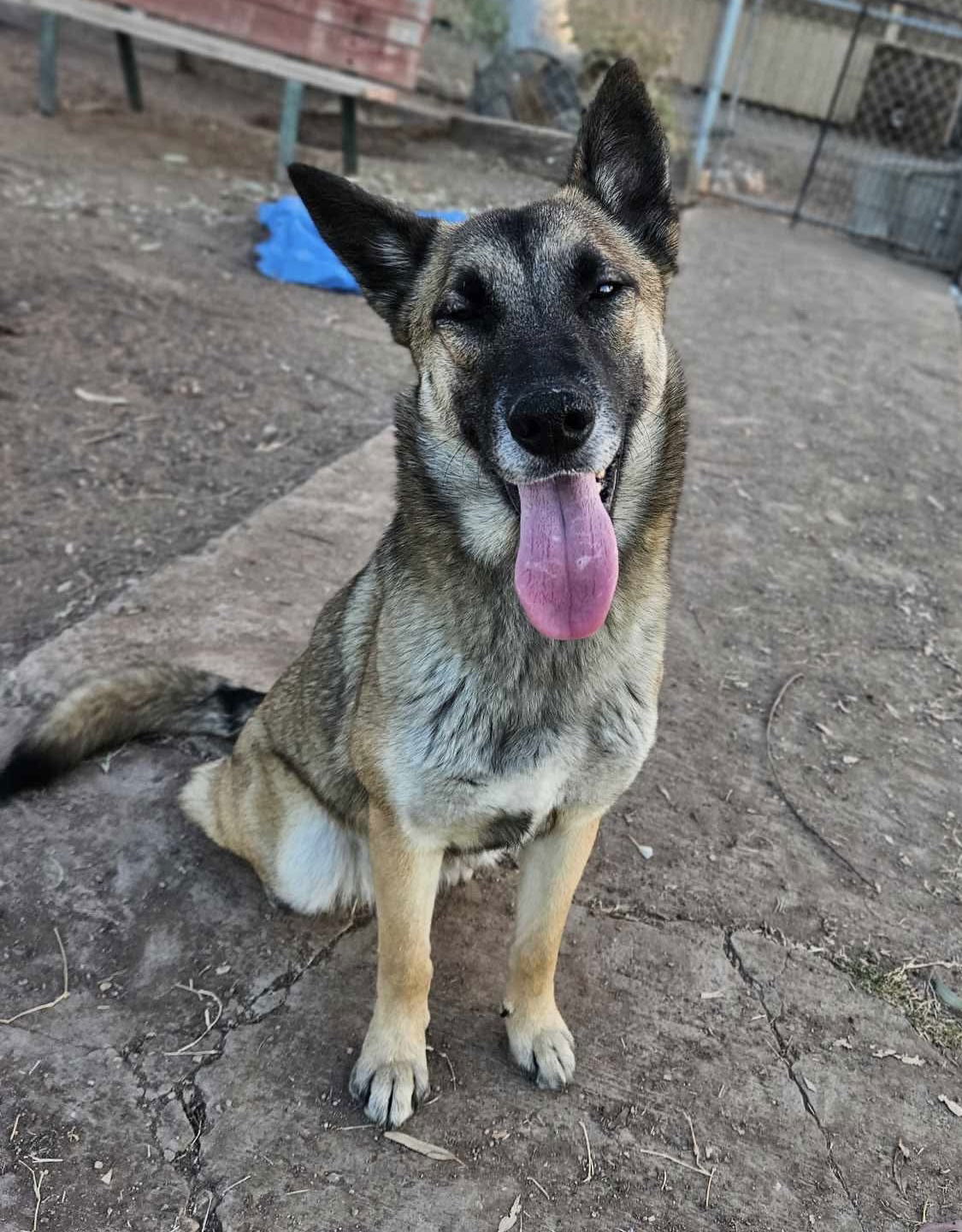 Tatum, an adoptable German Shepherd Dog in El Centro, CA, 92243 | Photo Image 1