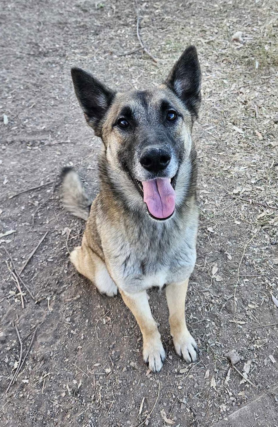 Tatum, an adoptable German Shepherd Dog in El Centro, CA, 92243 | Photo Image 2