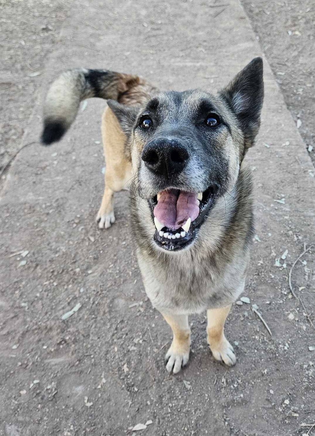 Tatum, an adoptable German Shepherd Dog in El Centro, CA, 92243 | Photo Image 3