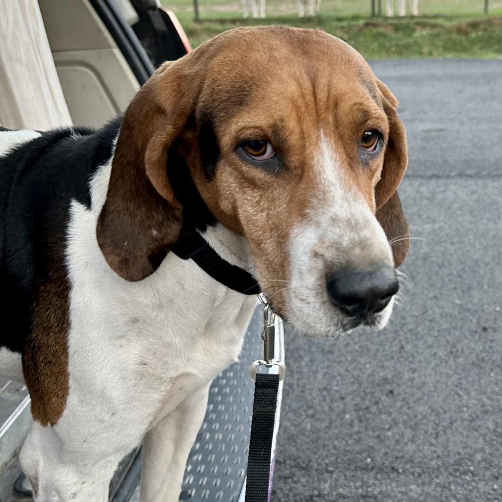 Guidry, an adoptable Foxhound, Treeing Walker Coonhound in Dallas, TX, 75201 | Photo Image 1
