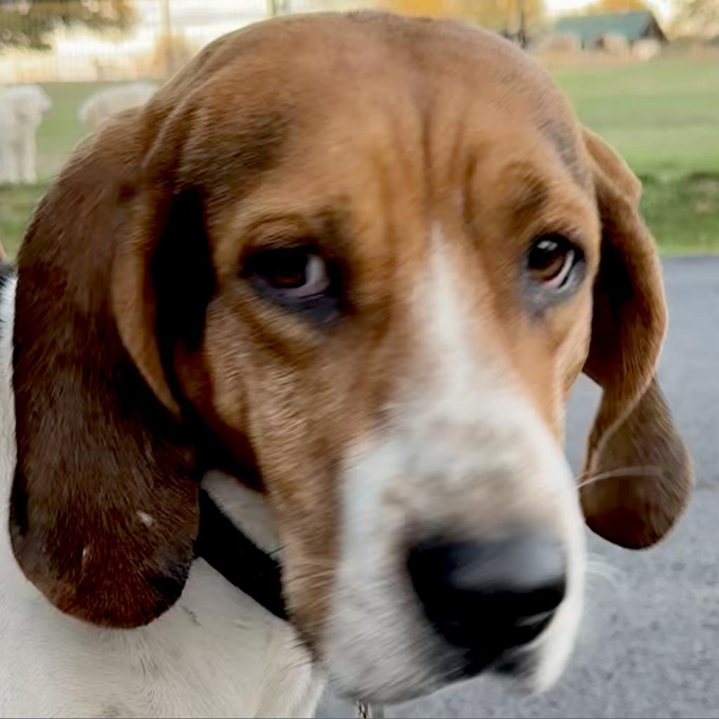 Guidry, an adoptable Foxhound, Treeing Walker Coonhound in Dallas, TX, 75201 | Photo Image 2
