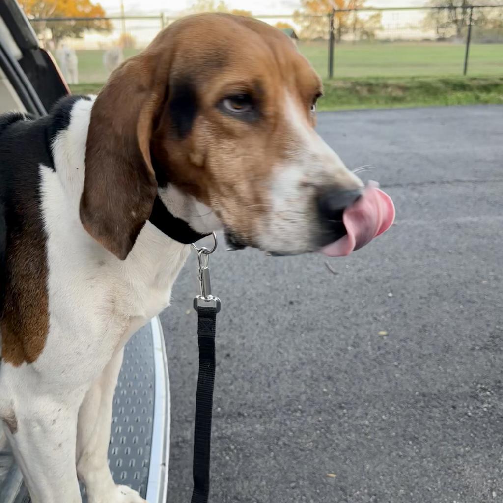 Guidry, an adoptable Foxhound, Treeing Walker Coonhound in Dallas, TX, 75201 | Photo Image 3