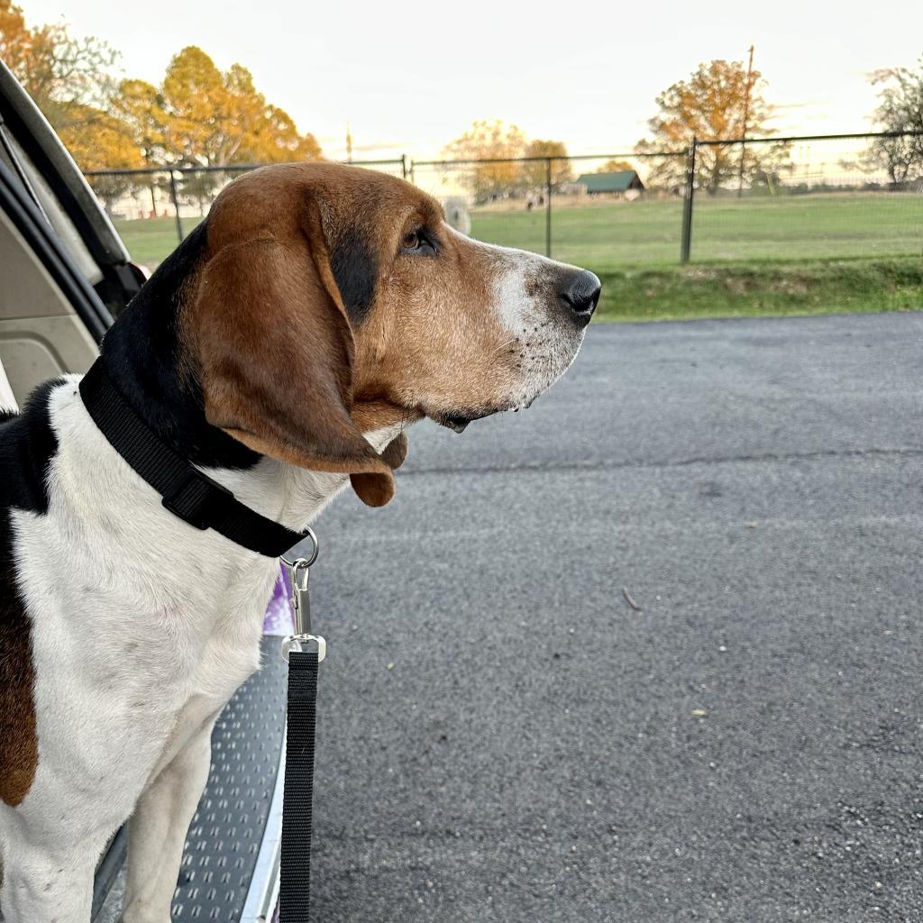 Guidry, an adoptable Foxhound, Treeing Walker Coonhound in Dallas, TX, 75201 | Photo Image 4