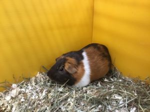 Lucky Ginny, Adult Female Guinea Pig