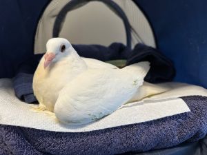 Nelson sex TBD is a lovely Homer pigeon child hatched unintentionally alongside two fake eggs 