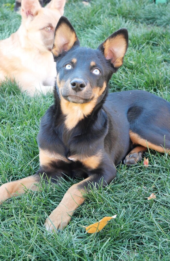 Stryker