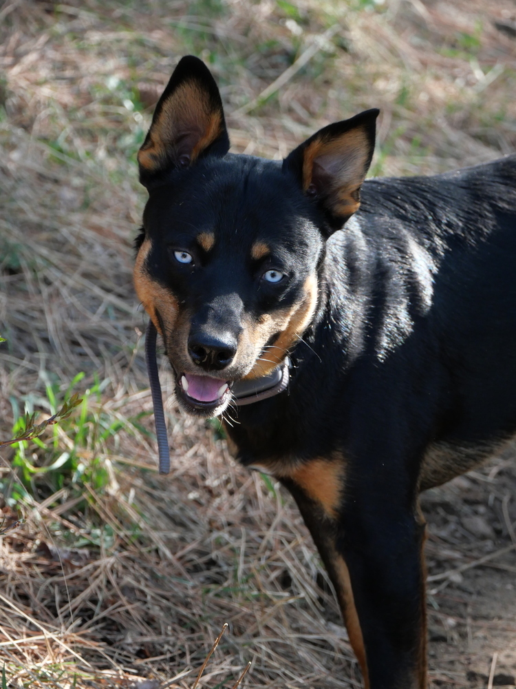 Ryker, an adoptable Australian Kelpie, Basenji in Boulder, CO, 80301 | Photo Image 1