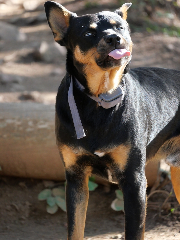 Ryker, an adoptable Australian Kelpie, Basenji in Boulder, CO, 80301 | Photo Image 2