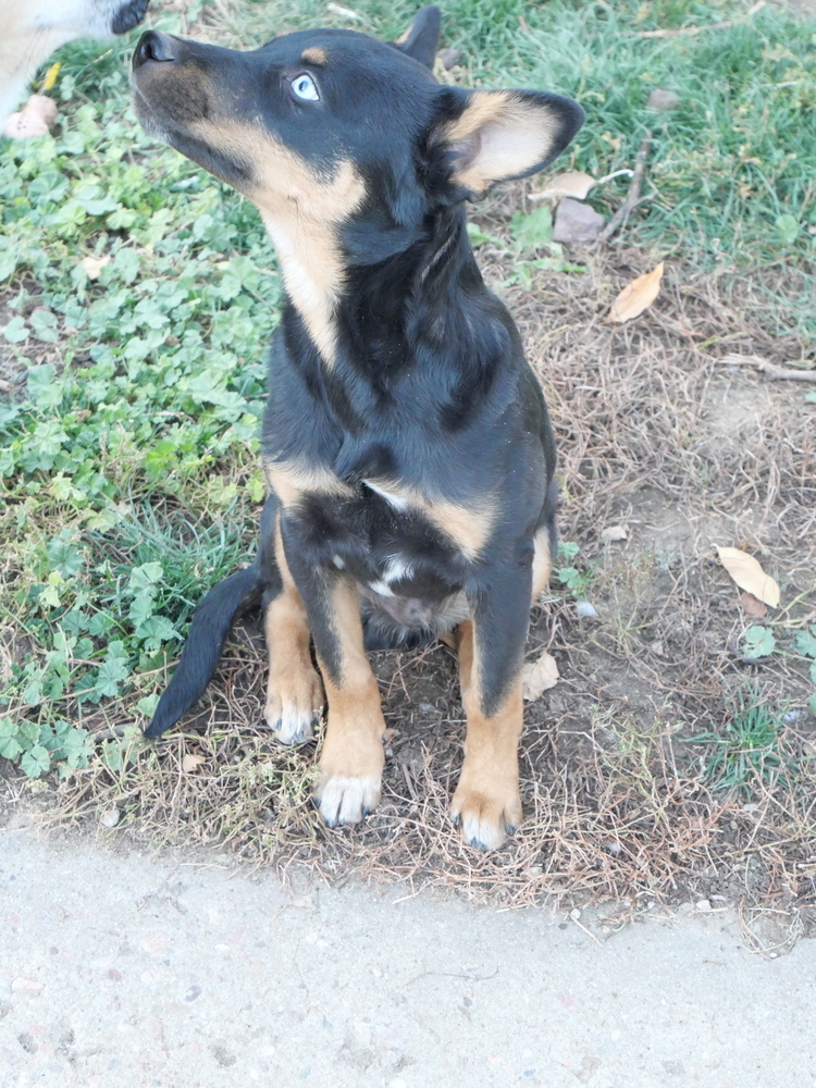Stryker