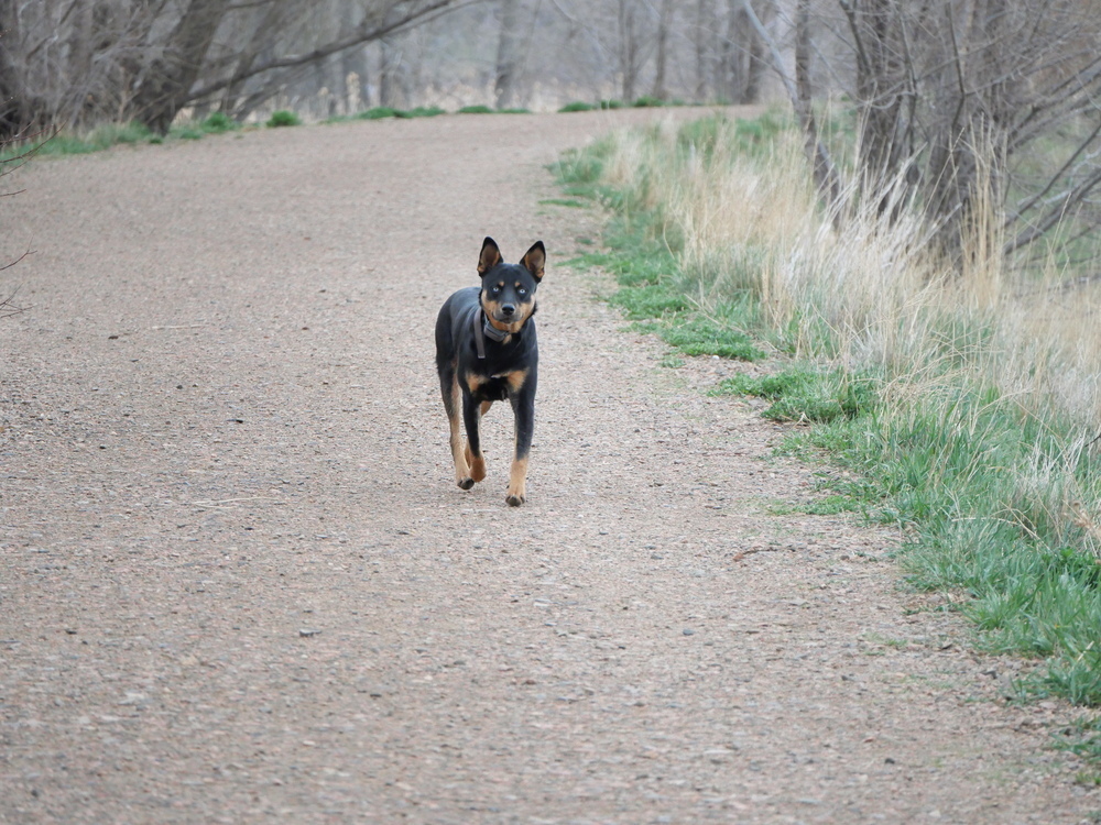 Ryker, an adoptable Australian Kelpie, Basenji in Boulder, CO, 80301 | Photo Image 3