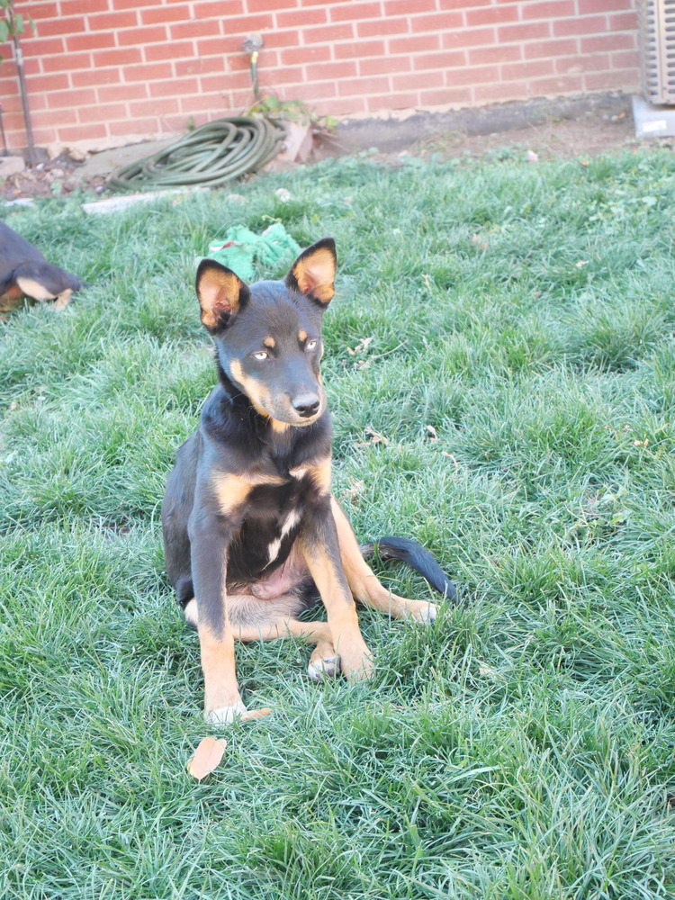 Stryker