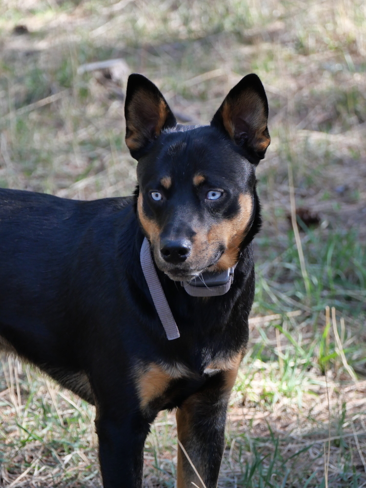 Ryker, an adoptable Australian Kelpie, Basenji in Boulder, CO, 80301 | Photo Image 4