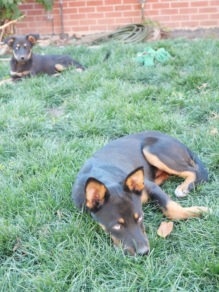 Stryker