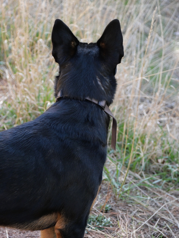 Ryker, an adoptable Australian Kelpie, Basenji in Boulder, CO, 80301 | Photo Image 5