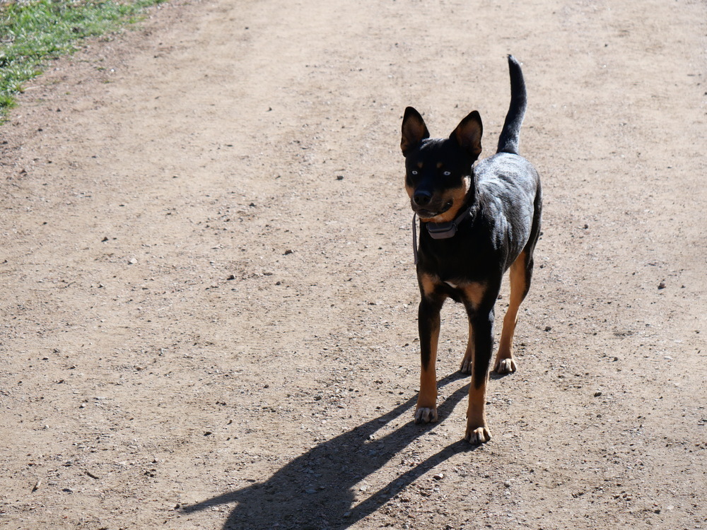 Ryker, an adoptable Australian Kelpie, Basenji in Boulder, CO, 80301 | Photo Image 6