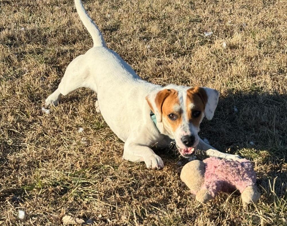 Billy Boop - Fostered in SE Nebraska, an adoptable Beagle in Omaha, NE, 68116 | Photo Image 1