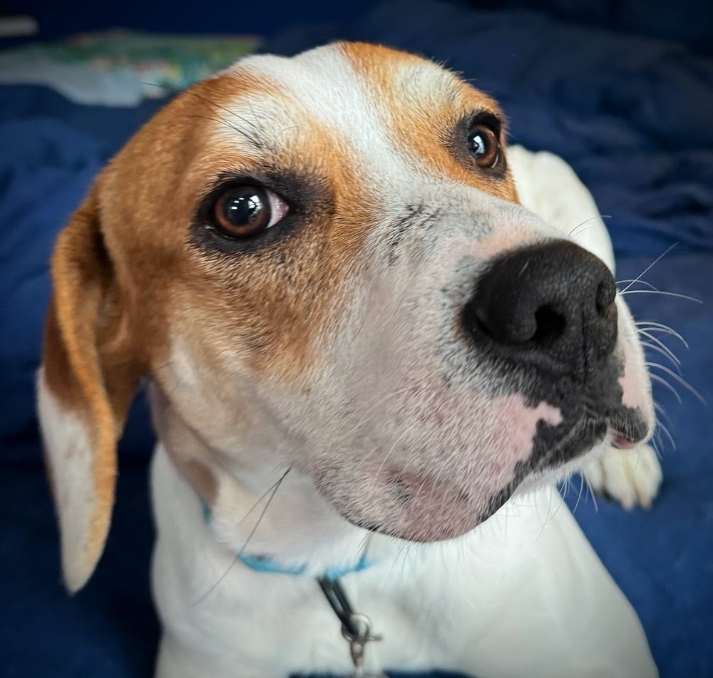 Billy Boop - Fostered in SE Nebraska, an adoptable Beagle in Omaha, NE, 68116 | Photo Image 2