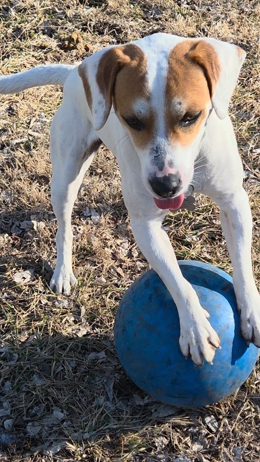 Billy Boop - Fostered in SE Nebraska, an adoptable Beagle in Omaha, NE, 68116 | Photo Image 3