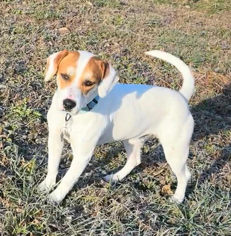 Billy Boop - Fostered in SE Nebraska, an adoptable Beagle in Omaha, NE, 68116 | Photo Image 4