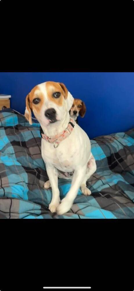 Billy Boop - Fostered in SE Nebraska, an adoptable Beagle in Omaha, NE, 68116 | Photo Image 5