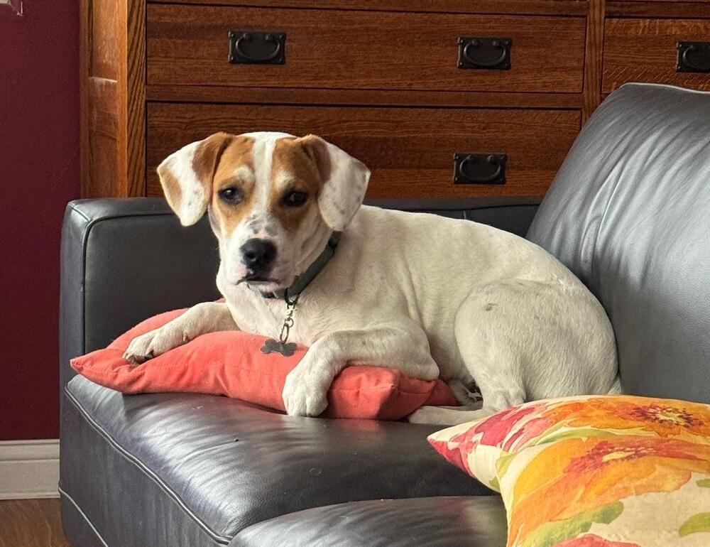 Billy Boop - Fostered in SE Nebraska, an adoptable Beagle in Omaha, NE, 68116 | Photo Image 6