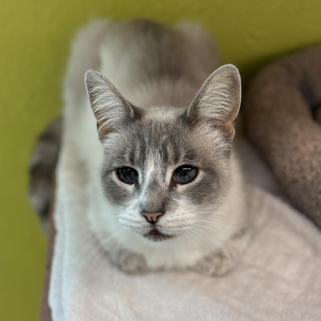 Tippy, an adoptable Domestic Short Hair in Fresno, CA, 93726 | Photo Image 1
