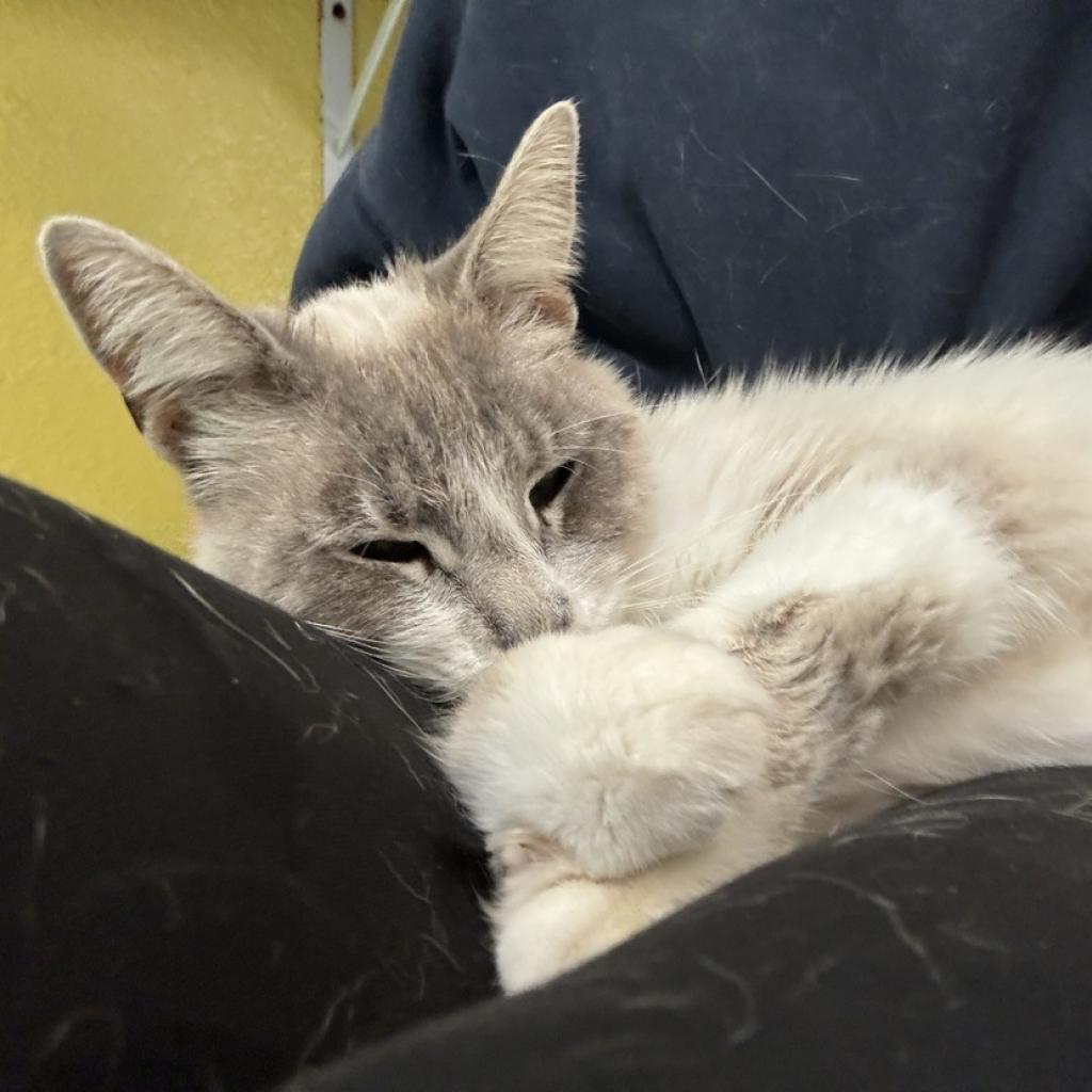 Tippy