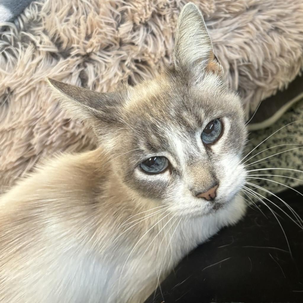 Tippy, an adoptable Domestic Short Hair in Fresno, CA, 93726 | Photo Image 3
