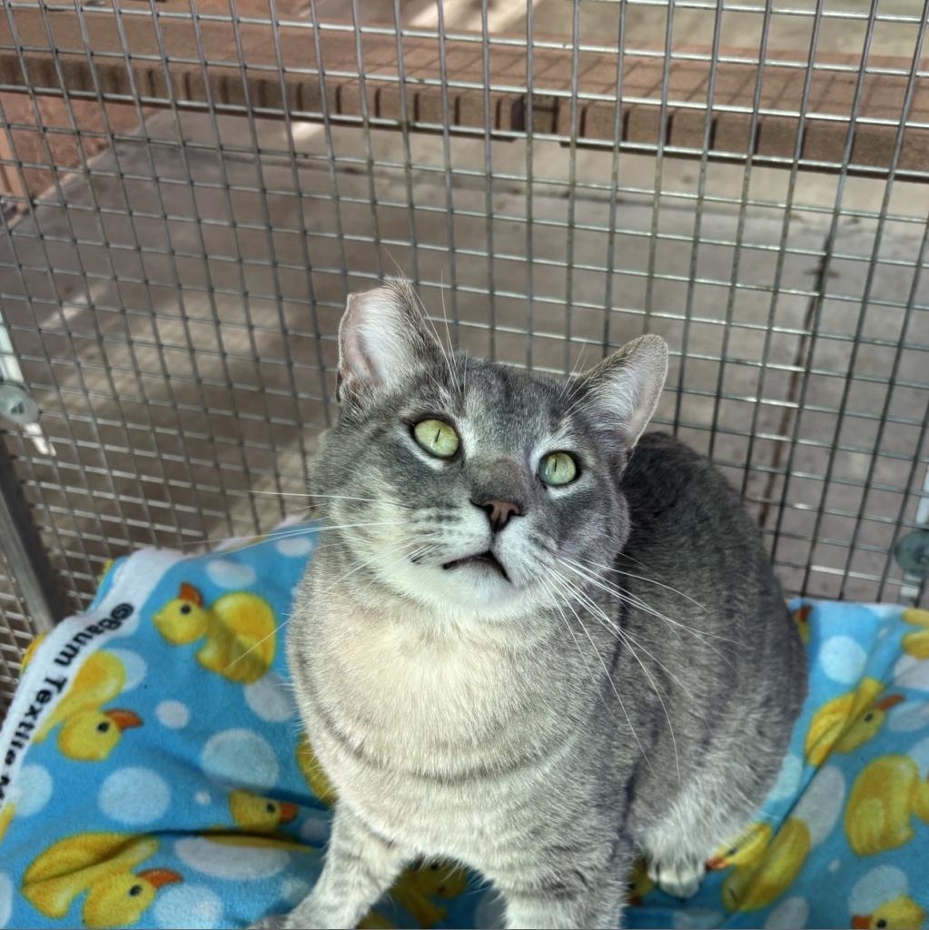 Sukuna, an adoptable Domestic Short Hair in Fresno, CA, 93726 | Photo Image 1