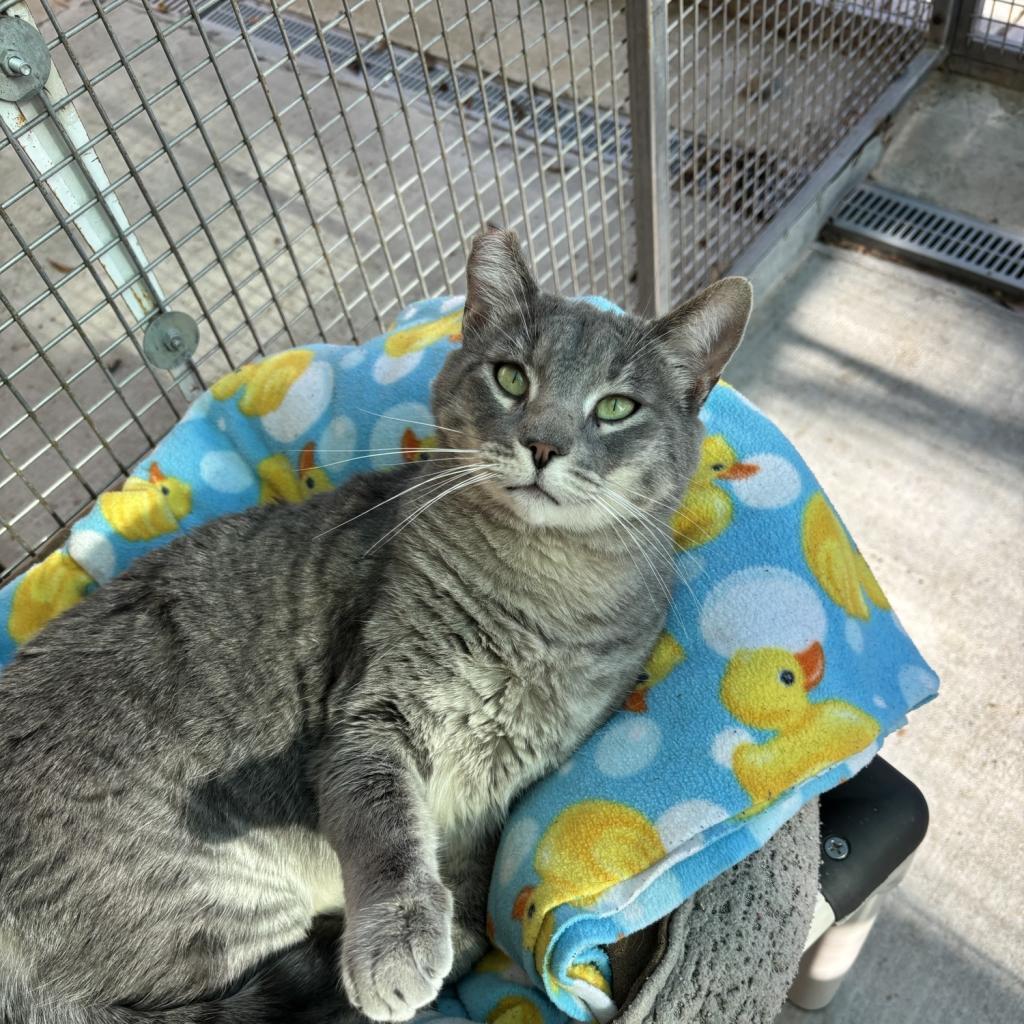 Sukuna, an adoptable Domestic Short Hair in Fresno, CA, 93726 | Photo Image 2