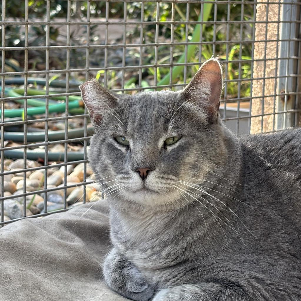 Sukuna, an adoptable Domestic Short Hair in Fresno, CA, 93726 | Photo Image 4